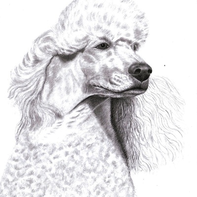 poodle