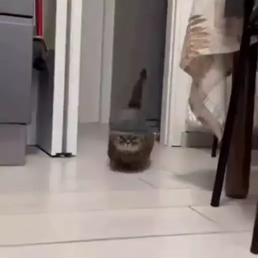 Um gatinho com capacete correndo pra tela e olhando fixamente pro usuário com cara "memórias da guerra"