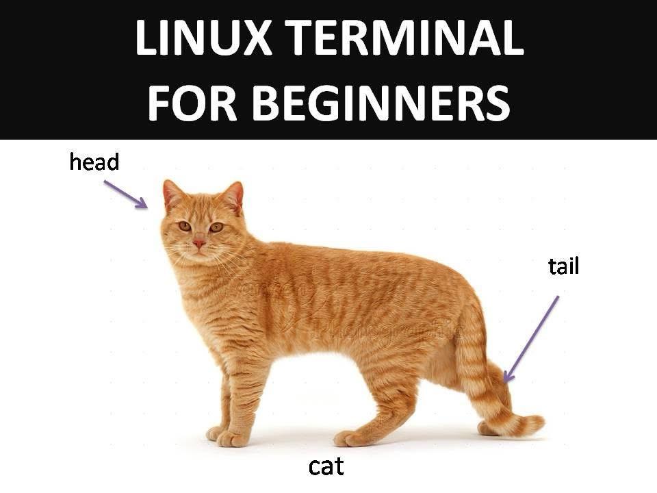 A picture of a yellow cat with arrows pointing at head and tail and a caption “Linux Terminal for beginners”