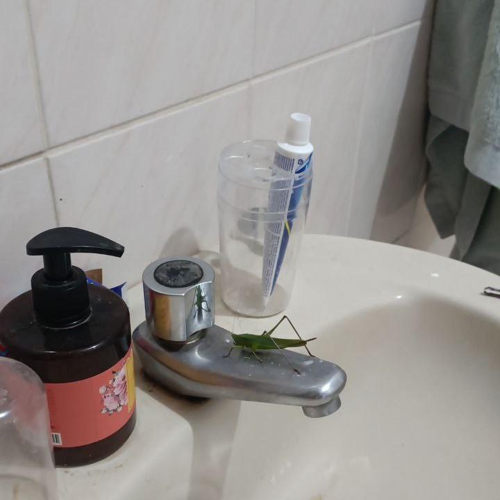 Um grilo na torneira da pia do banheiro