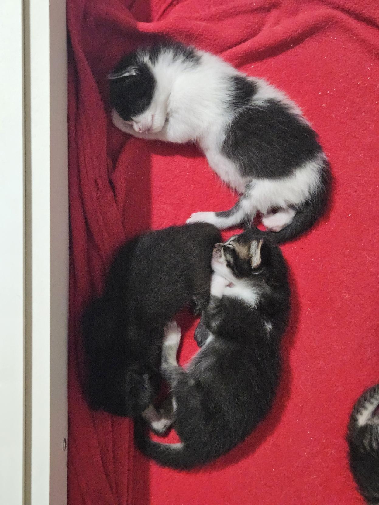 E gatinhos dormindo sobre uma manta vermelha. Dois pretos (Planeta e Vento) estão mais juntinhos enquanto o frajola (Água) está mais distante.