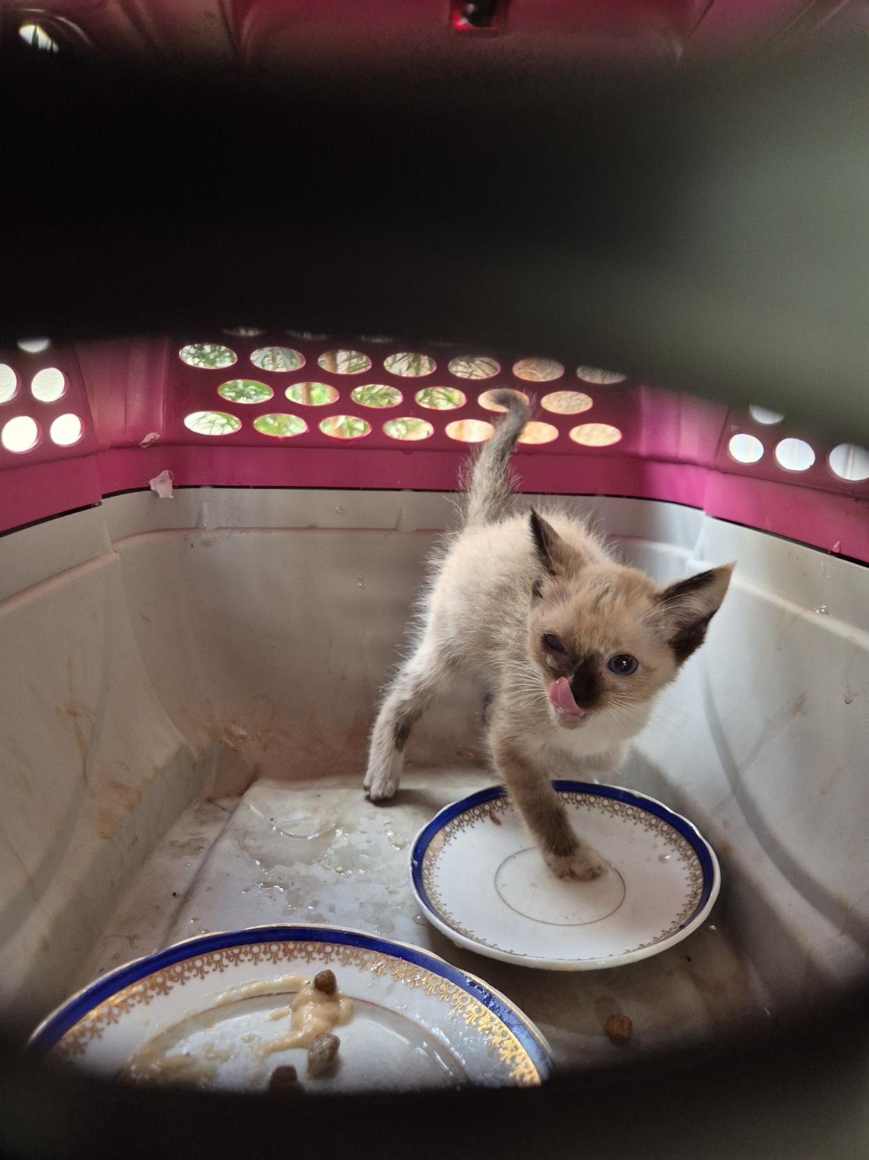 Gatinha filhote com um olho levemente machucado dentro de uma caixa de transporte