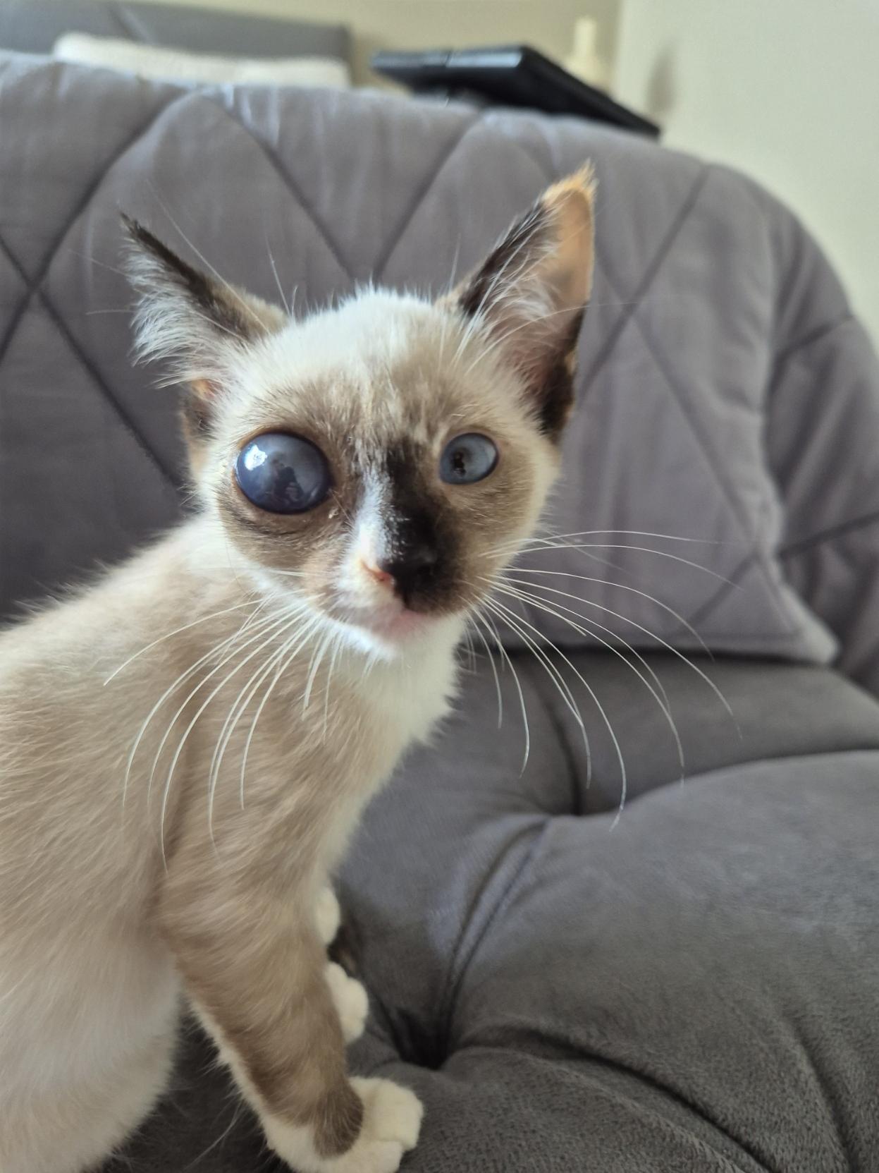 Gata filhote com o olho direito desproporcionalmente maior.