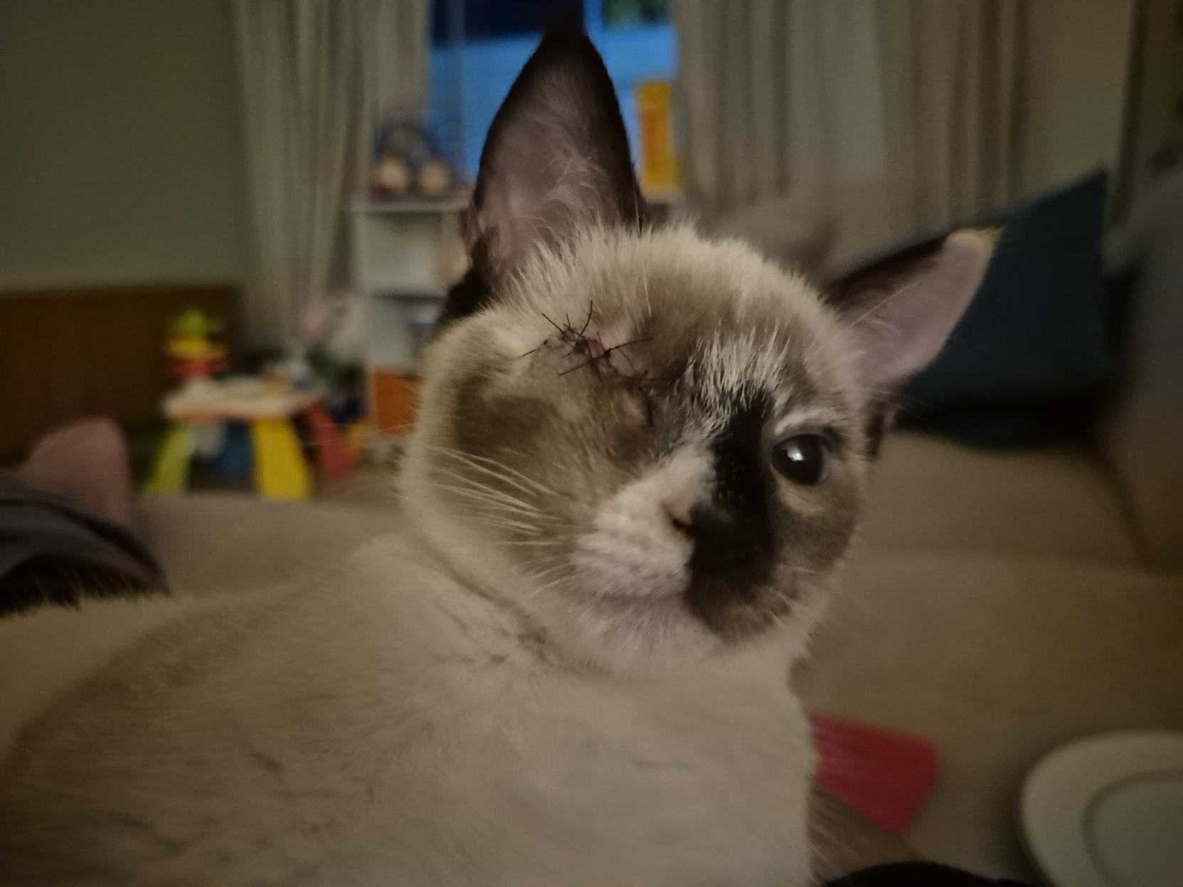 Gata filhote com o olho direito costurado após uma enucleação
