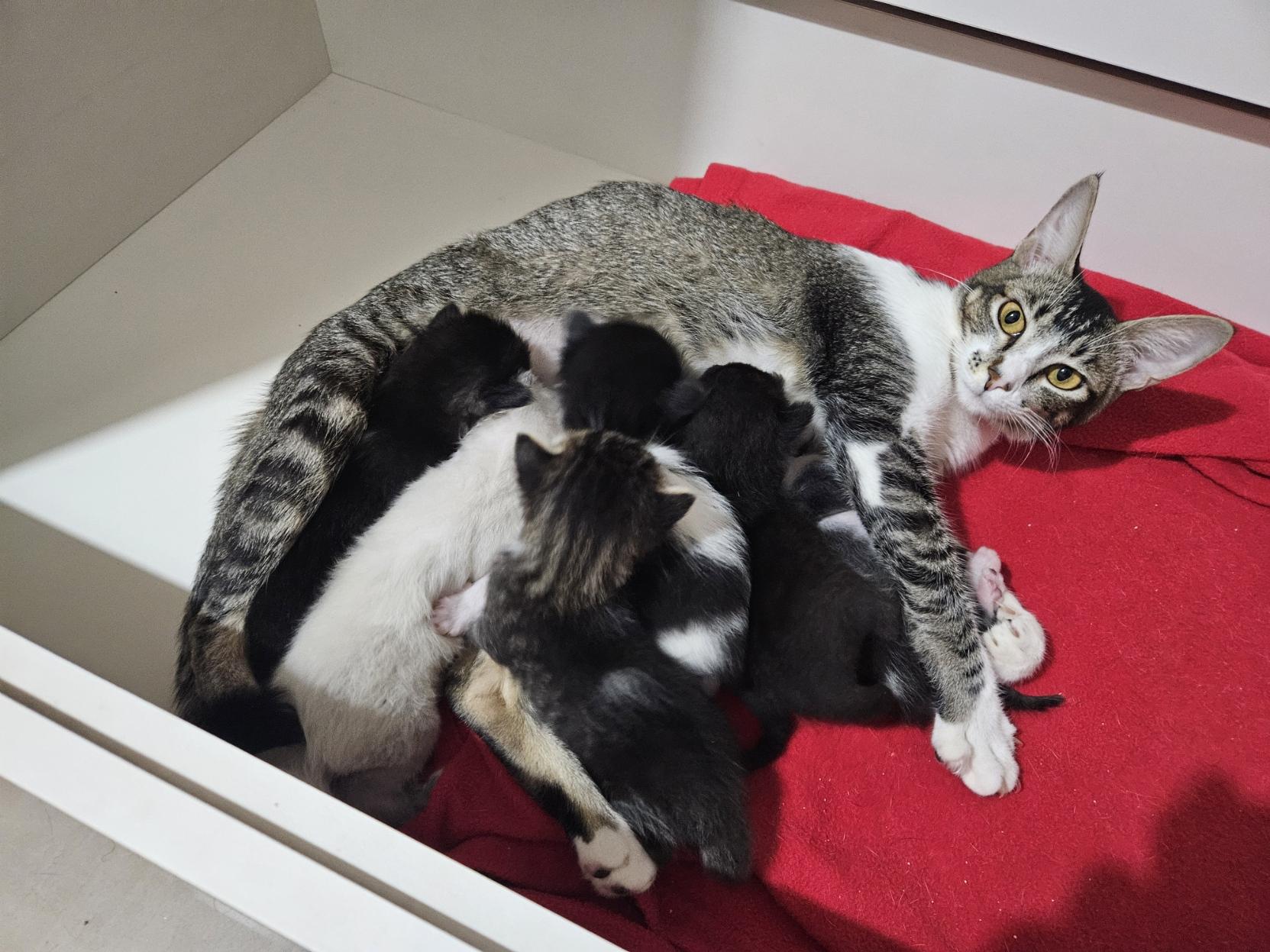 Foto de uma gata reajada deitada de lado, olhando pra câmera, enquanto seus filhotes se amamentam. Estão todos dentro de uma gaveta parcialmente forrada com uma manta vermelha.