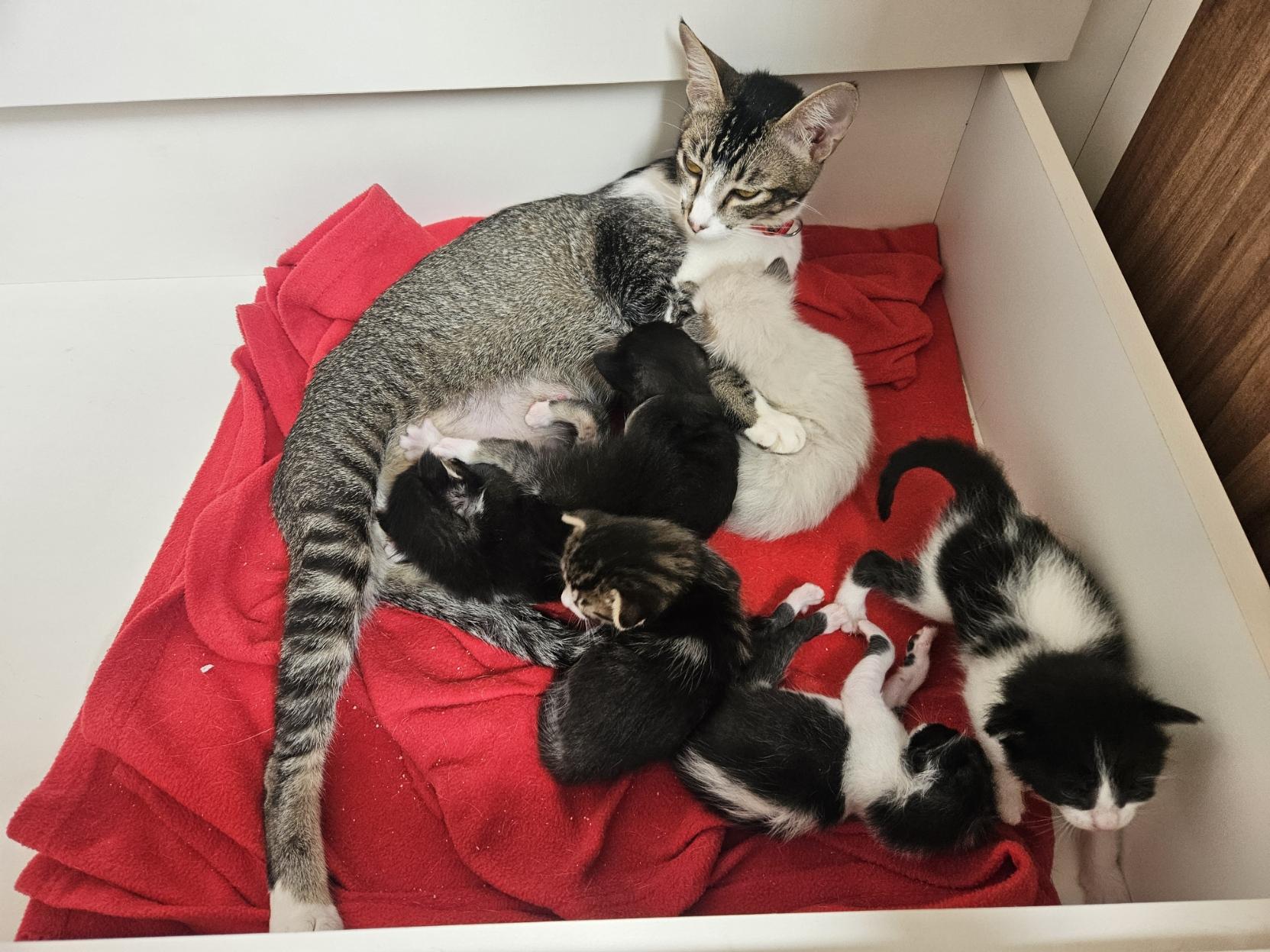 Foto de uma gata rajada deitada sobre uma manta vermelha, com os 6 filhotes indo mamar. Dois já estão mamando.