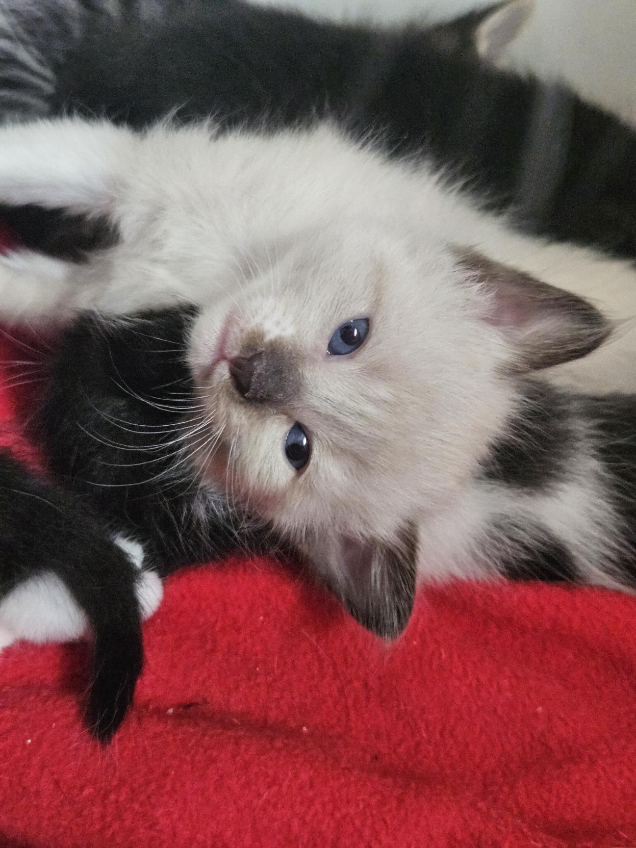 Foto de uma gatinha siamesa deitada de lado sobre um gato preto e uma manta vermelha. Ela tem o focinho e orelhas cinzas e está olhando diretamente pra câmera. Ela é estrábica e tem olhos azuis.