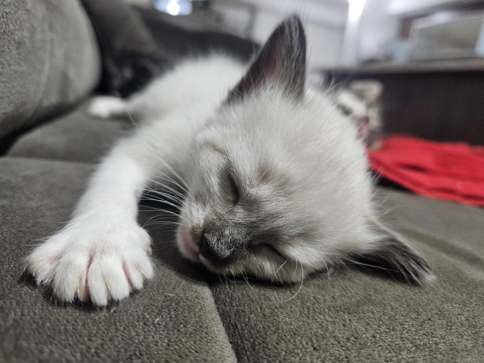 Foto de uma gatinha branca com orelhas e focinho escuro. Ela está deitada e dormindo profundamente. A câmera está posicionada próximo do seu rosto, sendo possível ver o restante do seu corpo ao fundo, levemente desfocado. Ela dorme sobre um sofá de cor escura.