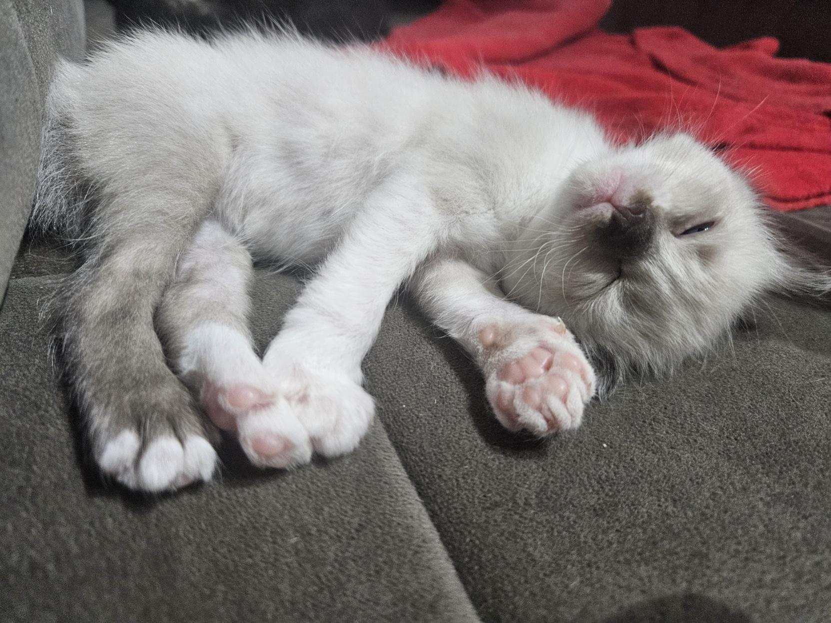 Foto de uma gatinha branca com orelhas, focinho e a pata traseira direita escuros. Ela está deitada de lado e dormindo profundamente. A câmera está posicionada próximo de suas patinhas, sendo possível ver todo o seu corpo claramente. Ela dorme sobre um sofá de cor escura e com uma manta vermelha ao fundo.