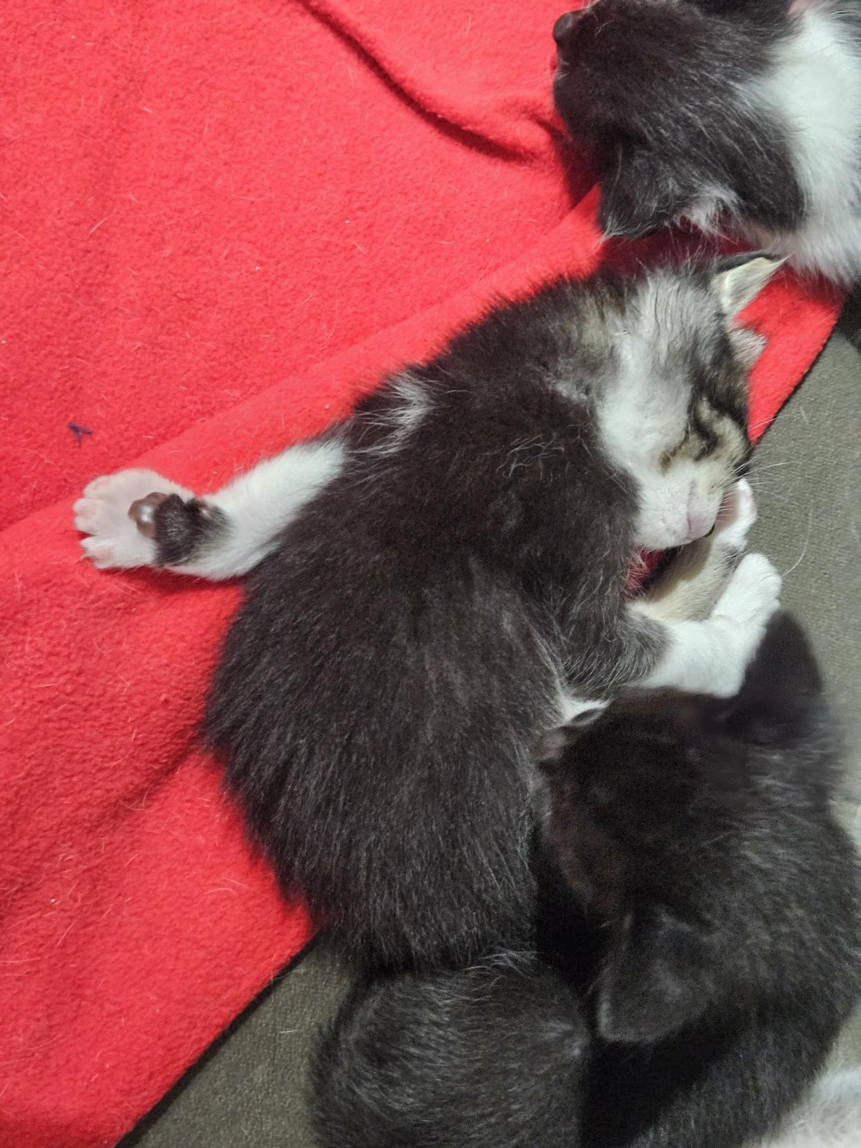 Foto de um gato filhote, preto e branco, com o rosto rajado, dormindo encolhido, sobre o lado esquerdo, em uma manta vermelha em um sofá. Apesar de encolhido, está com a pata dianteira esquerda dobrada para trás e deitado sobre ela.
No canto superior direito é possível ver parte de um gato branco e preto deitado. E no inferior direito, um gato preto observando.