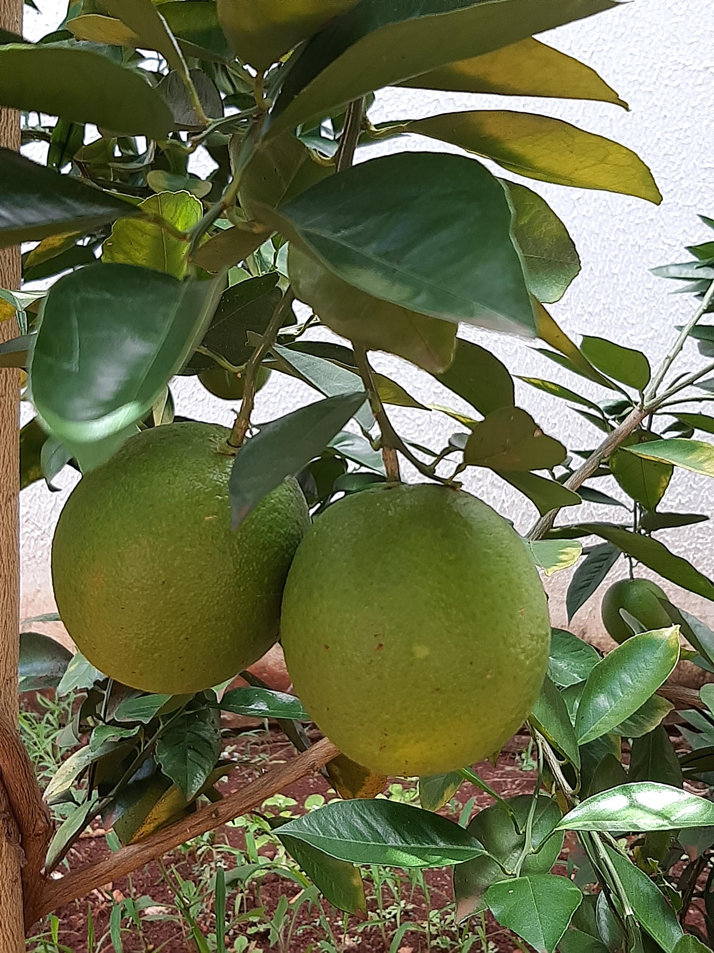 Foto de duas laranjas lima penduradas no pé.