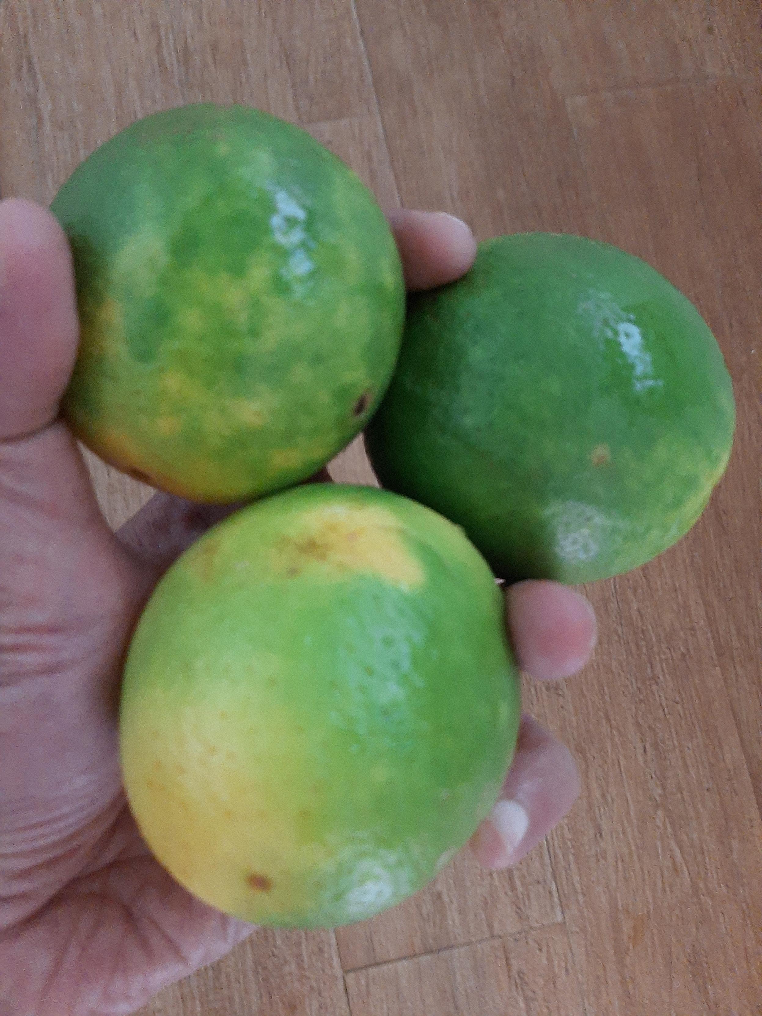 Uma mão segurando 3 laranjas lima.